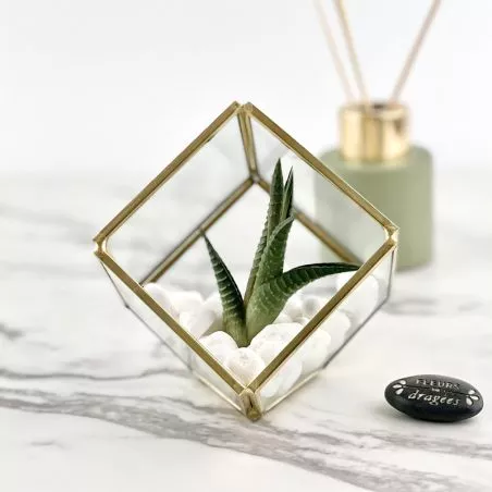 Terrarium - Cube Prisme cadeau déco Terrarium - Cube Prisme cadeau déco